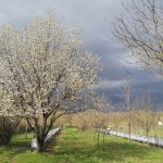 tavaszi kontraszt virágzó napsütéses cseresznyével és érkező viharfelhőkkel